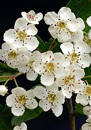 Weissdorn mit Blüte