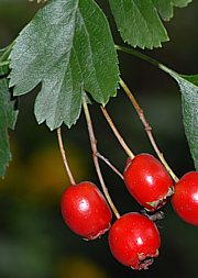 Weissdorn mit Beeren