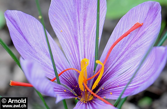 Crocus sativus - Echter Safran