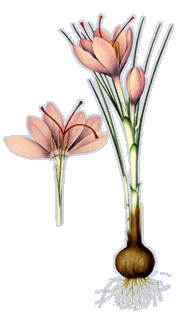 Crocus sativus (Safran, Zeichnung)