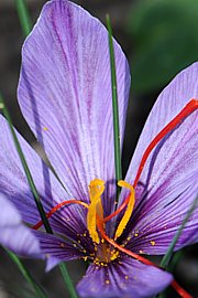 Crocus sativus