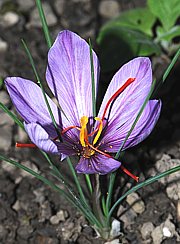 Crocus sativus