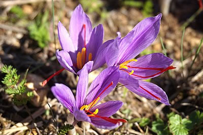 Echter Safran (Crocus sativus)