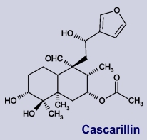 Cascarillin - Inhaltsstoff des Kskarillabaum