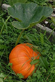 Cucurbita pepo