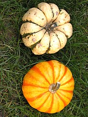 Cucurbita pepo