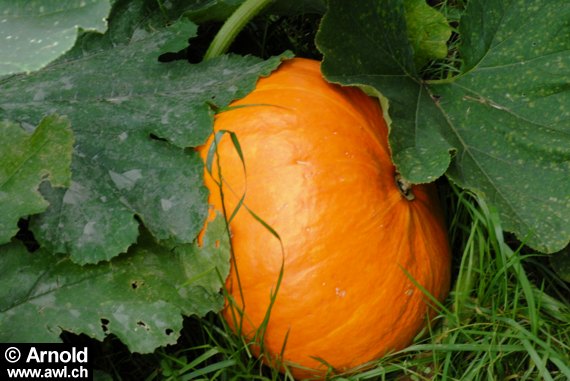 Kürbispflanze (Cucurbita pepo)