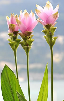 Kurkuma-Pflanze (Curcuma longa)