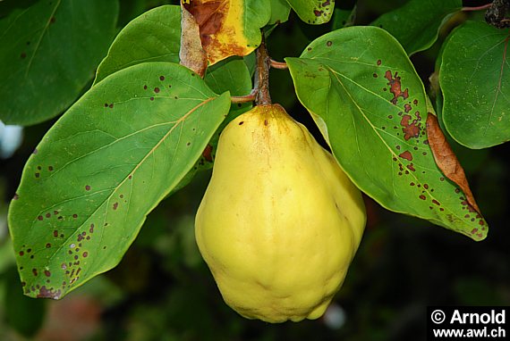 Quitte (Cydonia oblonga) - Frucht