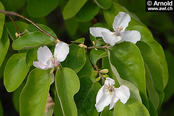 Quitte - Blüte (Cydonia oblonga)