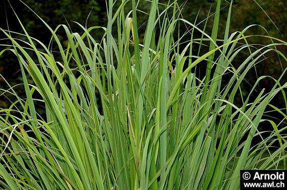 Lemongras (Cymbopogon citratus) 