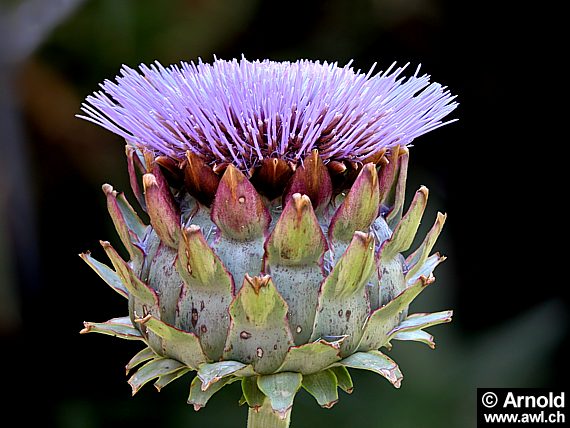 Artischocke (Cynara scolymus)