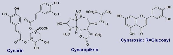 Cynarin, Cynaropikrin - Inhaltsstoffe der Artischocke