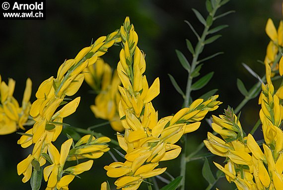 Besenginster (Cytisus scoparius)