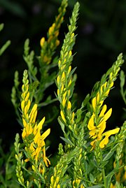 Cytisus scoparius - Besenginster