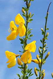 Cytisus scoparius - Besenginster