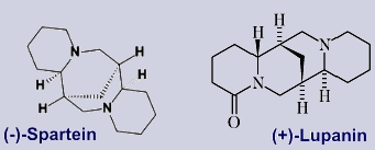 Spartein, Lupanin - Inhaltsstoffe des Besenginsters