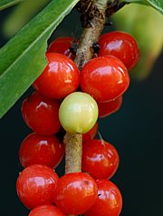 Daphne mezereum - Seidelbast