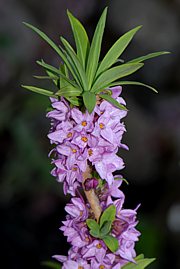 Daphne mezereum - Seidelbast