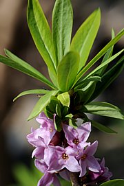 Daphne mezereum - Seidelbast