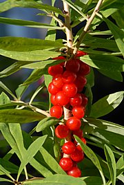 Daphne mezereum - Seidelbast