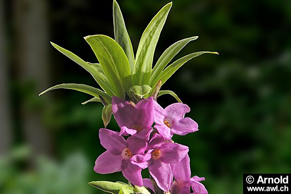 Blühender Seidelbast (Daphne mezereum)