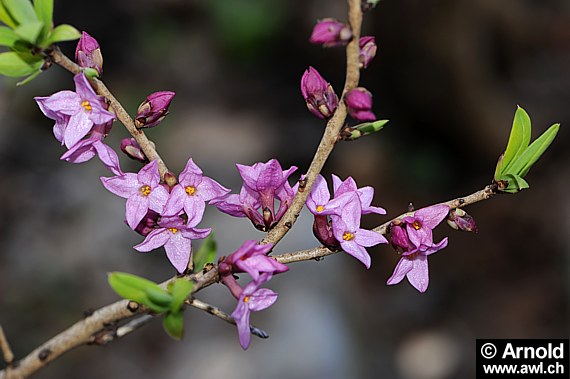 Seidelbastzweig mit Blüten