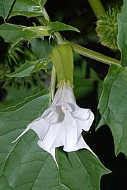 Gemeiner Stechapfel - Datura stramonium