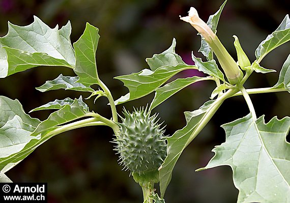 Stechapfel - Datura stramonium 