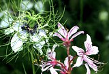 Blühender weisser Diptam neben einem Schwarzkümmel