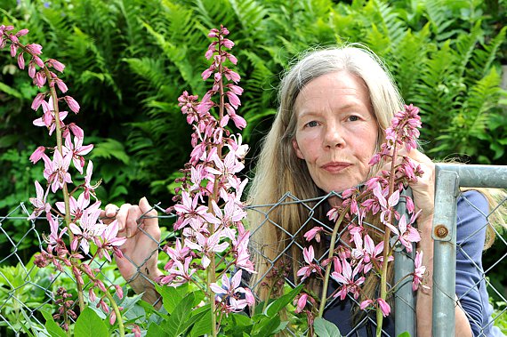 Weisser Diptam vor Gartenzaun