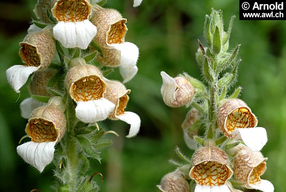 Digitalis lanata - Wolliger Fingerhut