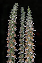 Digitalis lanata - Wolliger Fingerhut