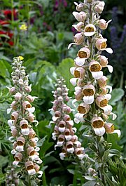 Digitalis lanata - Wolliger Fingerhut