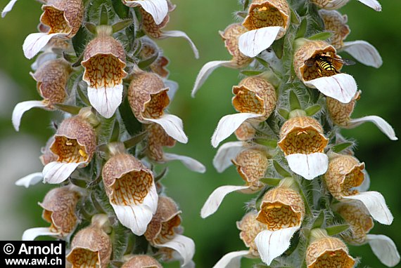 Digitalis lanata - Wolliger Fingerhut