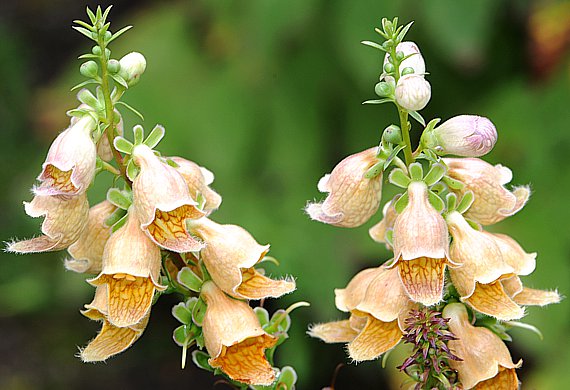 Wolliger Fingerhut (Digitalis lanata)