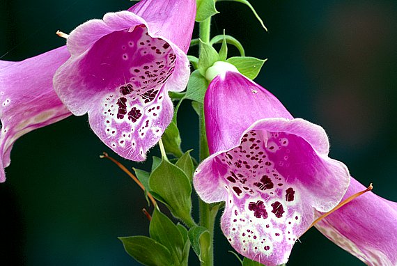 Roter Fingerhut (Digitalis purpurea)