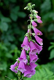 Roter Fingerhut - Digitalis purpurea