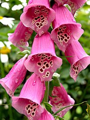 Roter Fingerhut - Digitalis purpurea