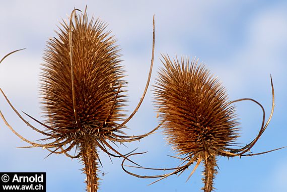 Verdorrte Blütenstände der Wilden Karde (Dipsacus fullonum)