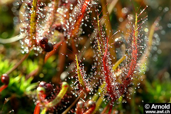 Australischer Sonnentau - Drosera binata