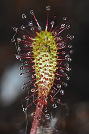 Drosera intermedia - Mittlerer Sonnentau