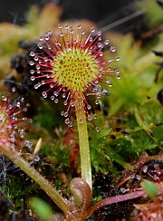 Drosera rotundifolia