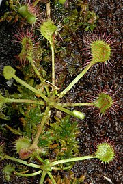 Drosera rotundifolia