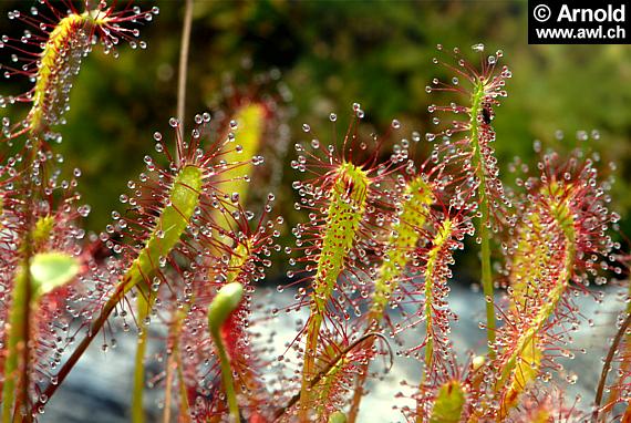 Langbl&auml;ttriger Sonnentau - Drosera anglica