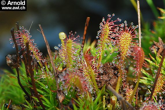 Mittlerer Sonnentau - Drosera intermedia