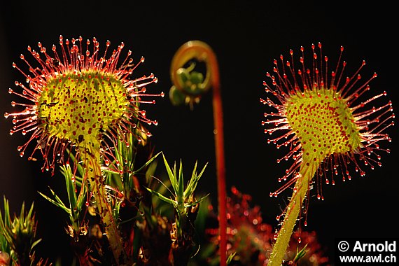 Sonnentau - Drosera rotundifolia