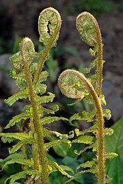 Wurmfarn -Dryopteris filix-mas