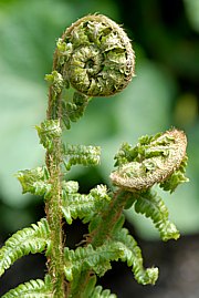 Wurmfarn -Dryopteris filix-mas