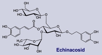 Echinacosid - Inhaltsstoff des Blassen Sonnenhutes